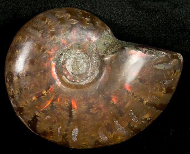 Flashy Red Iridescent Ammonite - Wide #10359